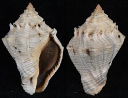 Volema myristica