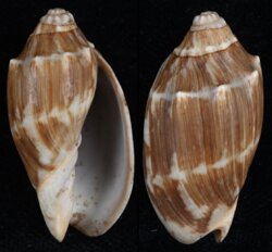 Cymbiola vespertilio