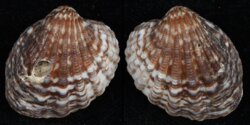 Cardites nitidus