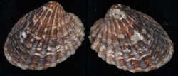 Cardites nitidus
