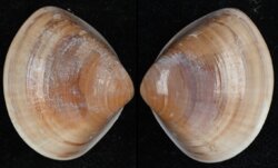 Meretrix lusoria