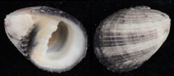 Nerita planospira