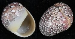 Neritina virginea