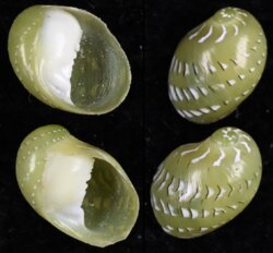 Smaragdia rangiana