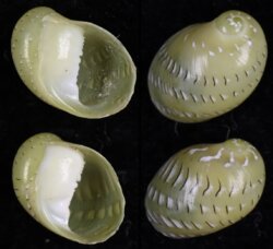 Smaragdia rangiana