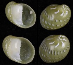 Smaragdia rangiana