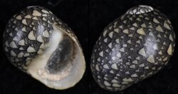 Clithon oualaniense