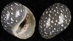 Clithon oualaniense