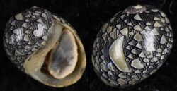 Clithon oualaniense