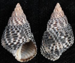 Planaxis sulcatus