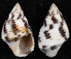 Planaxis sulcatus