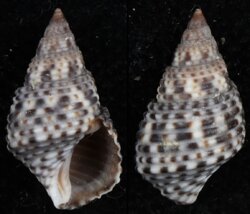 Planaxis sulcatus