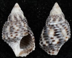 Planaxis sulcatus
