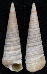 Turritella gemmata