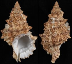 Tutufa tenuigranosa