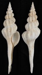 Fusinus forceps