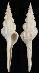 Fusinus forceps
