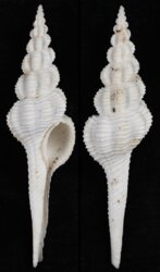 Fusinus forceps