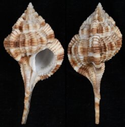 Vokesimurex dentifer