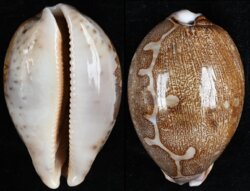 Leporicypraea mappa mappa