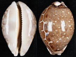 Leporicypraea mappa mappa