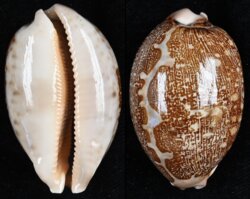 Leporicypraea mappa mappa
