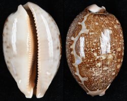 Leporicypraea mappa mappa