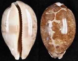 Leporicypraea mappa mappa
