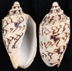 Cymatium vespertilio