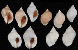 Nucella lapillus
