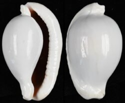 Ovula ovum