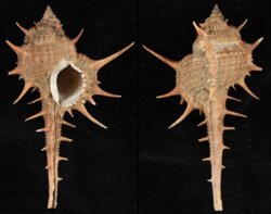 Murex africanus