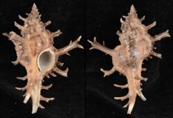 Chicoreus axicornis
