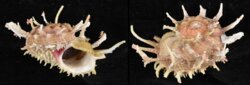 Angaria sphaerula
