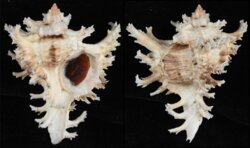 Chicoreus ramosus