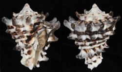 Vasum turbinellus