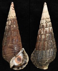 Terebralia pallustris
