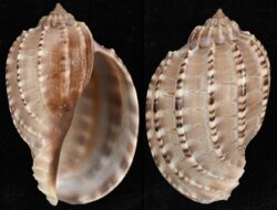 Harpa articularis