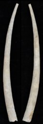 Calliodentalium semitracheatum