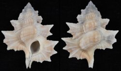 Biplex perca