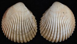 Vasticardium cf assimile