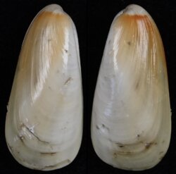 Amygdalum watsoni