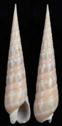 Oxymeris dimidiata