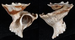 Latiaxis mawae