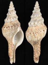 Fusinus brianoi