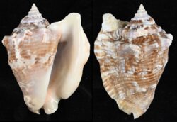 Lobatus raninus