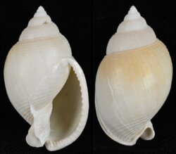 Semicassis bulla bulla