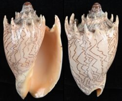 Cymbiola imperialis fma robinsona