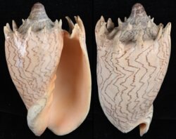 Cymbiola imperialis fma robinsona