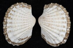 Anadara granosa